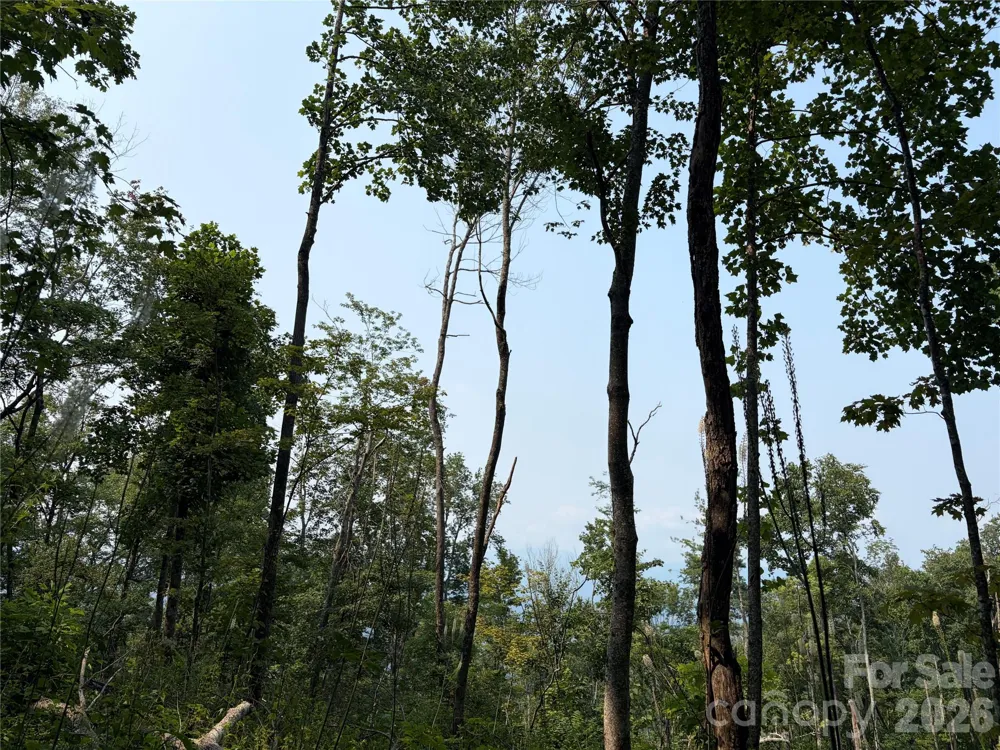 000 Catbrier Lane Burnsville, NC 28714