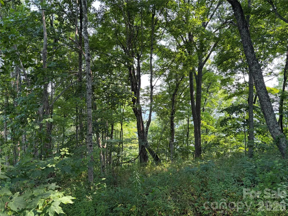 000 Catbrier Lane Burnsville, NC 28714
