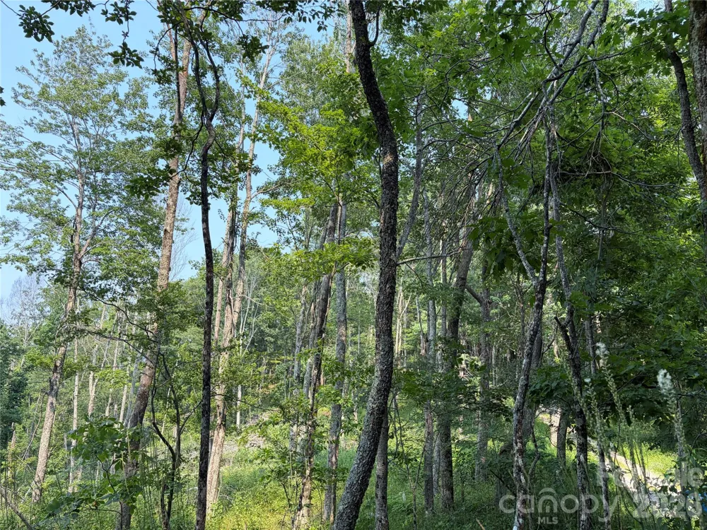000 Catbrier Lane Burnsville, NC 28714