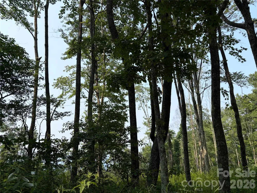 000 Catbrier Lane Burnsville, NC 28714