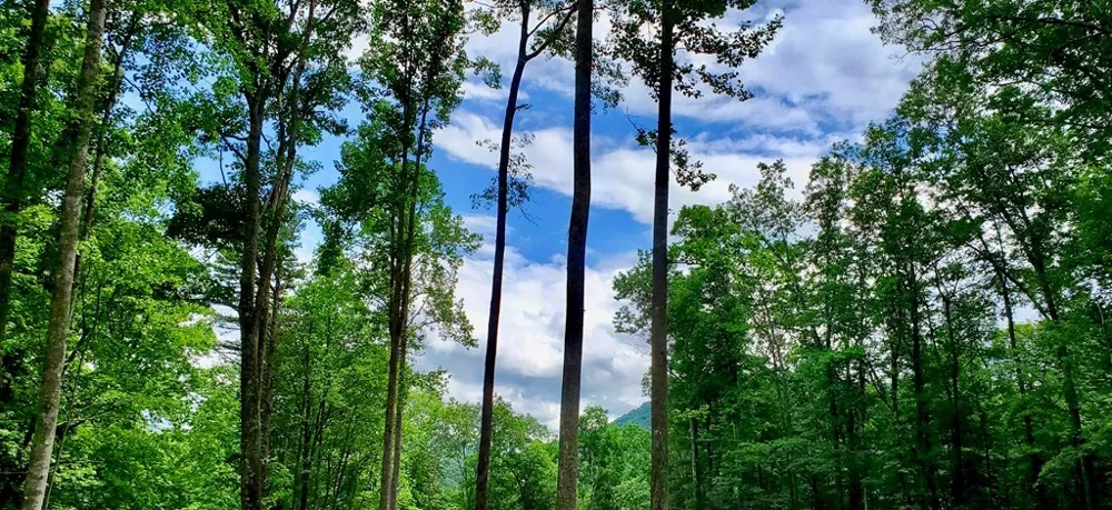 Hemlock Falls drive Sylva, NC 28779