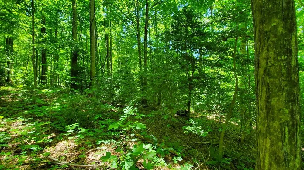 Hemlock Falls drive Sylva, NC 28779