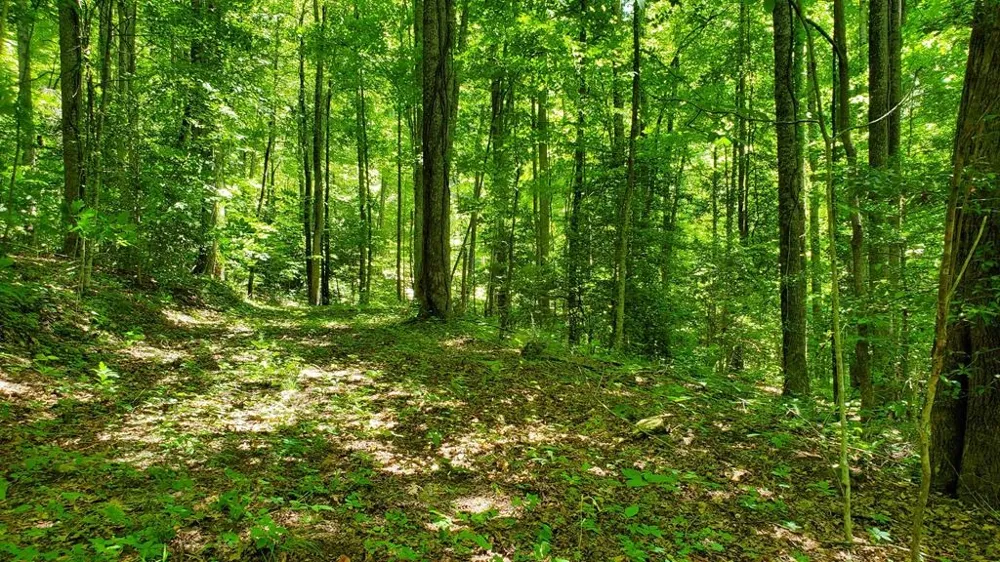 Hemlock Falls drive Sylva, NC 28779