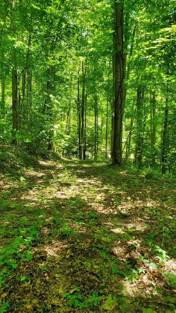 Hemlock Falls drive Sylva, NC 28779