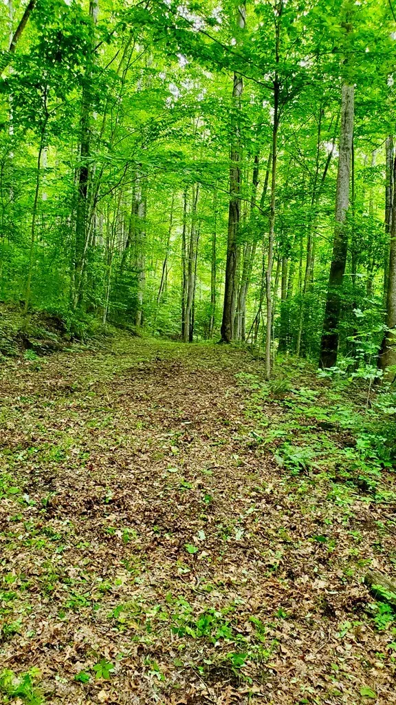 Hemlock Falls drive Sylva, NC 28779