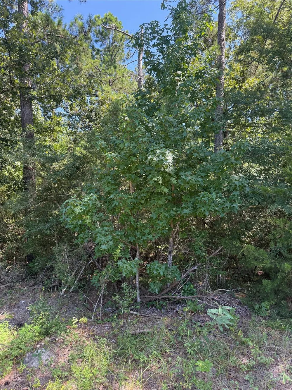 Creeklake Drive Onalaska, TX 77360