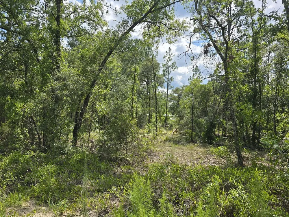 00 NE 121ST AVENUE Williston, FL 32696
