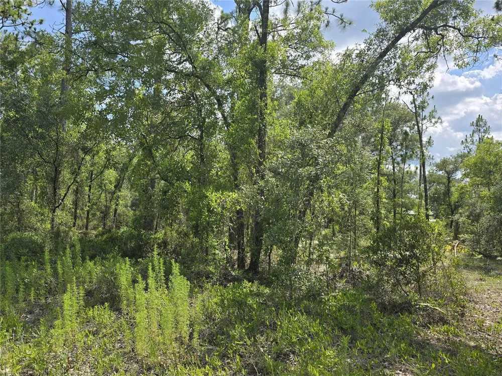 00 NE 121ST AVENUE Williston, FL 32696
