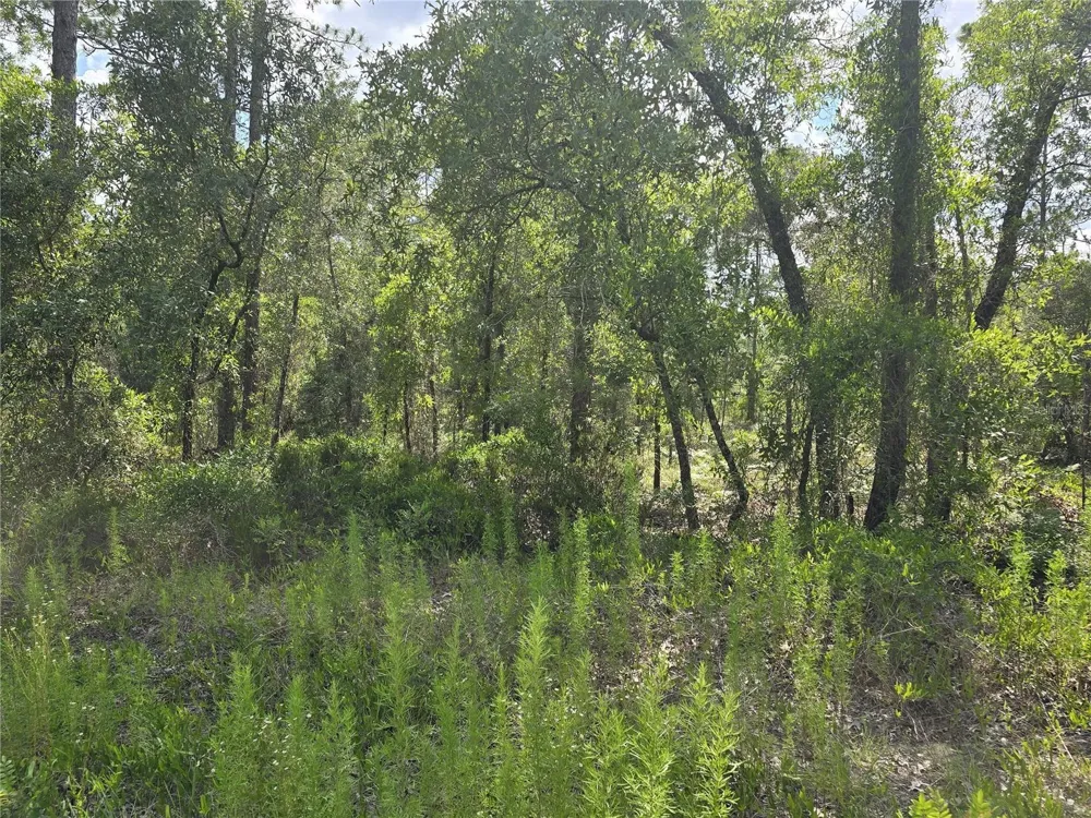 00 NE 121ST AVENUE Williston, FL 32696