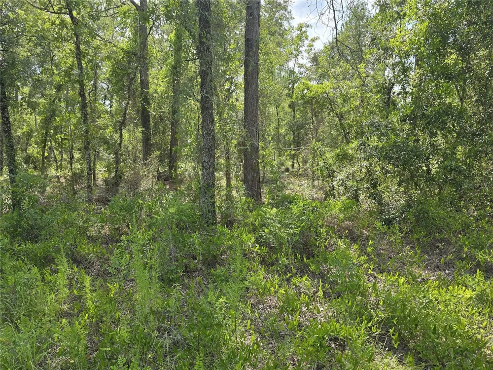 00 NE 121ST AVENUE Williston, FL 32696