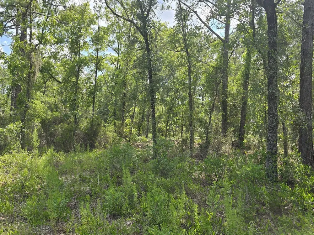 00 NE 121ST AVENUE Williston, FL 32696