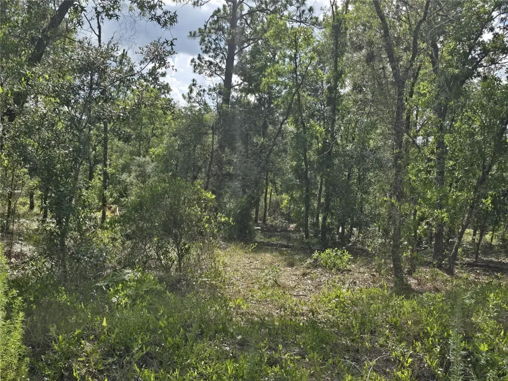 00 NE 121ST AVENUE Williston, FL 32696