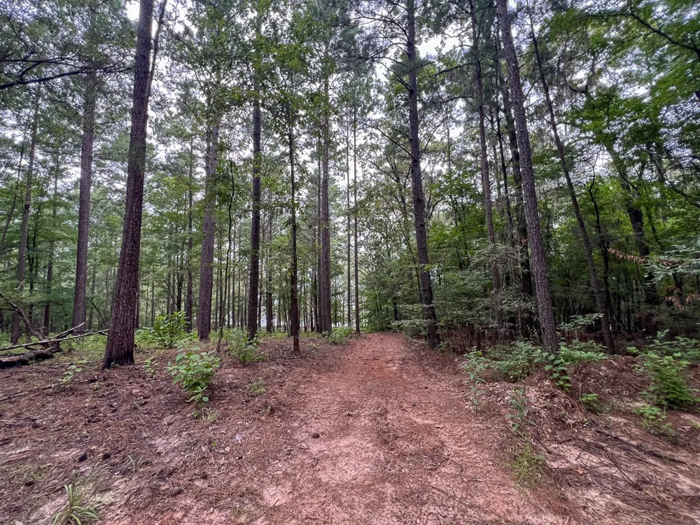 14 Arledge Trail/Off Gateway Meadows Hemphill, TX 75948