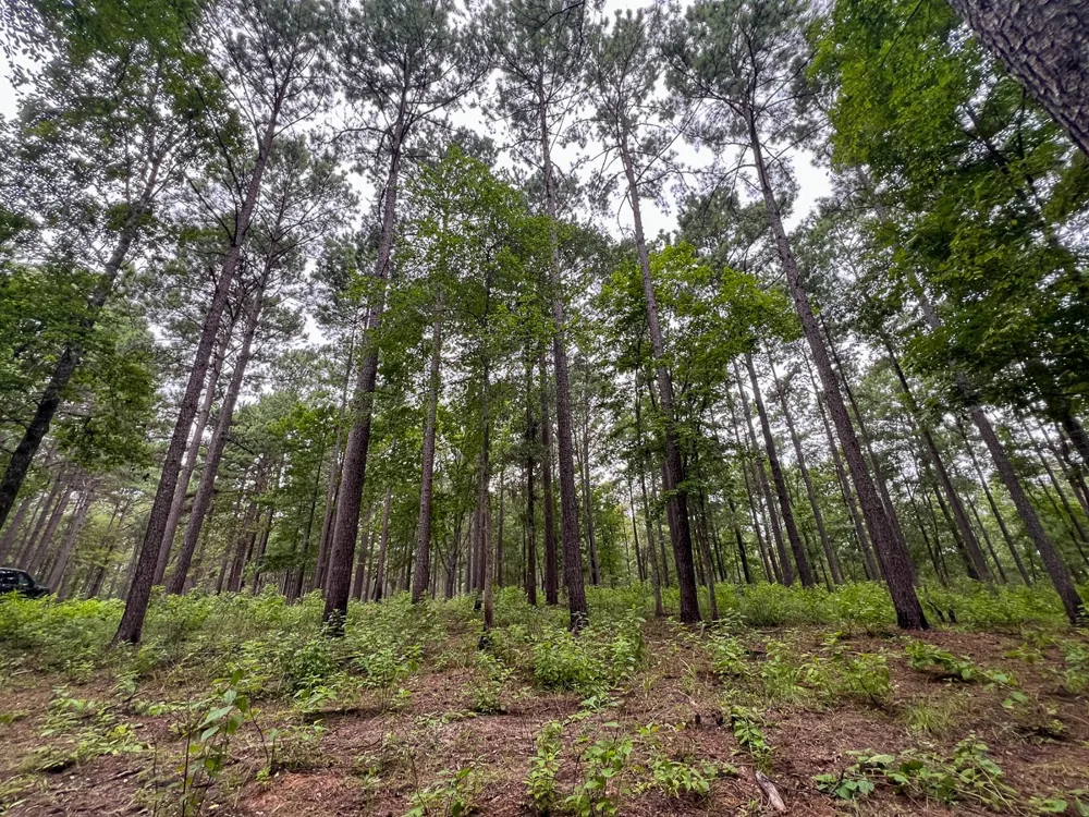 14 Arledge Trail/Off Gateway Meadows Hemphill, TX 75948