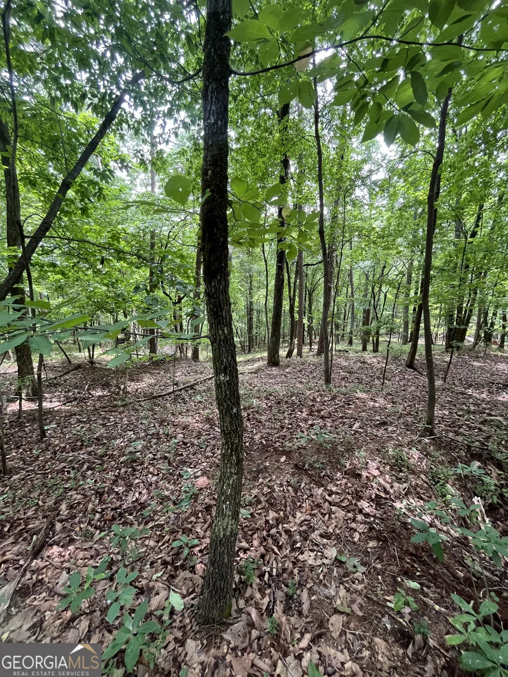 0 White Stone DR Cleveland, GA 30528