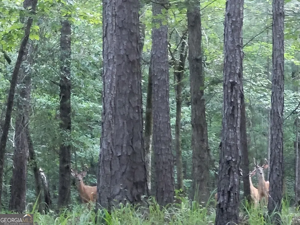 0 Court Ground Washington, GA 30673