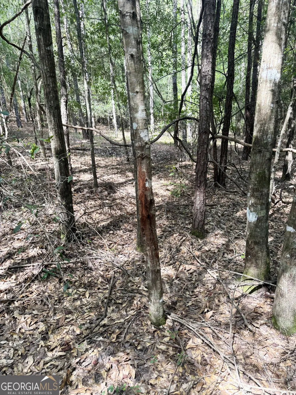 0 Wooten RD Cuthbert, GA 39840