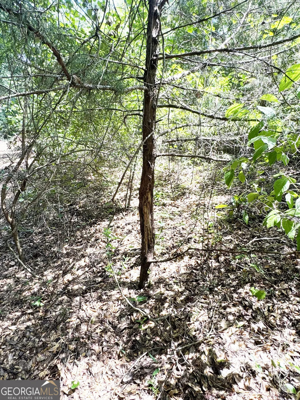 0 Wooten RD Cuthbert, GA 39840
