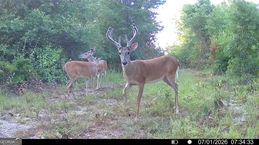 0 Wooten RD Cuthbert, GA 39840
