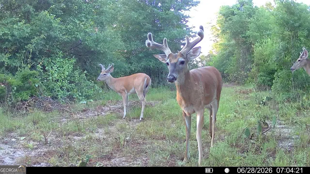 0 Wooten RD Cuthbert, GA 39840