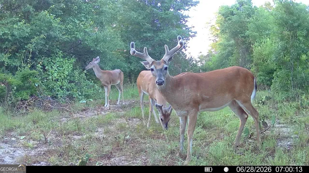 0 Wooten RD Cuthbert, GA 39840