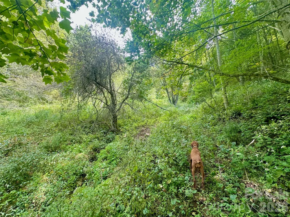 TBD old anderson quarry Road Vilas, NC 28692