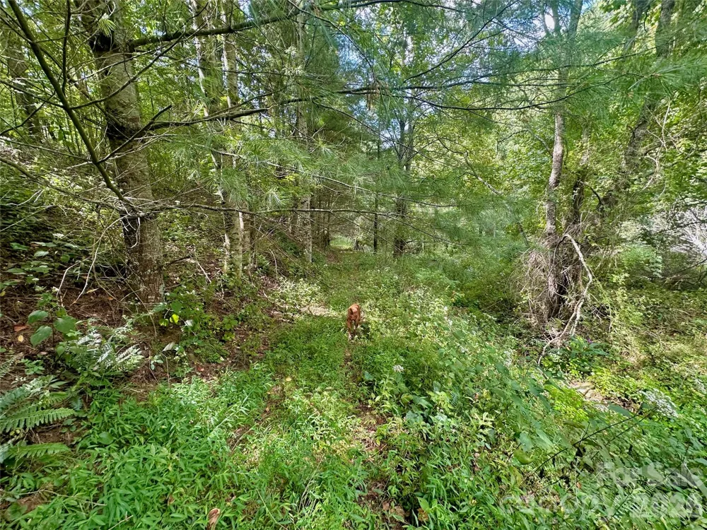 TBD old anderson quarry Road Vilas, NC 28692