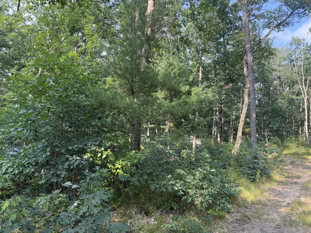 2668 W Moonflower Baldwin, MI 49304