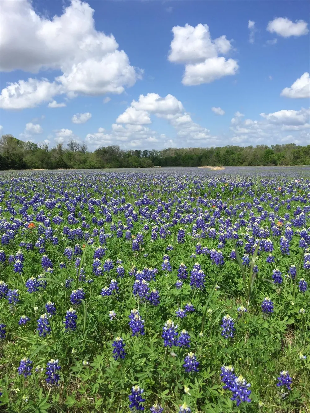 11755 Puddin Ln Washington, TX 77880