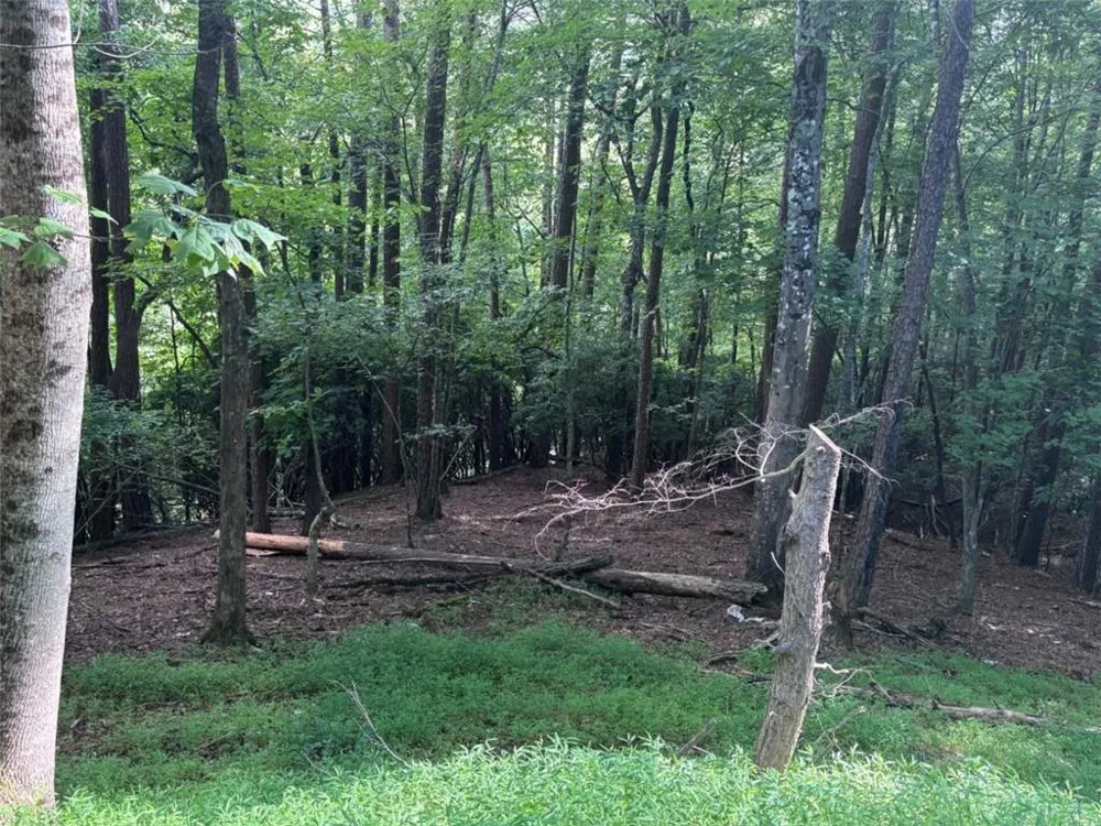 1163 Tipton Springs Road Morganton, GA 30560