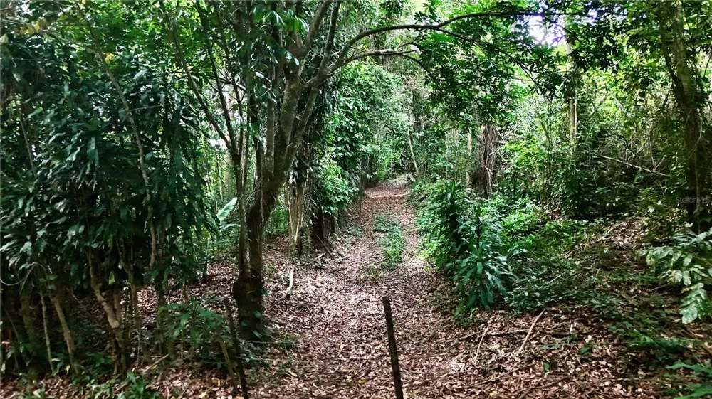 BO. CIDRAL PR-450 San Sebastian, PR 00685