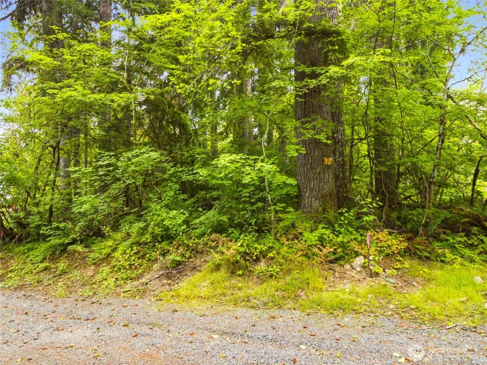31418 Mount Tahoma Canyon Road E Ashford, WA 98304