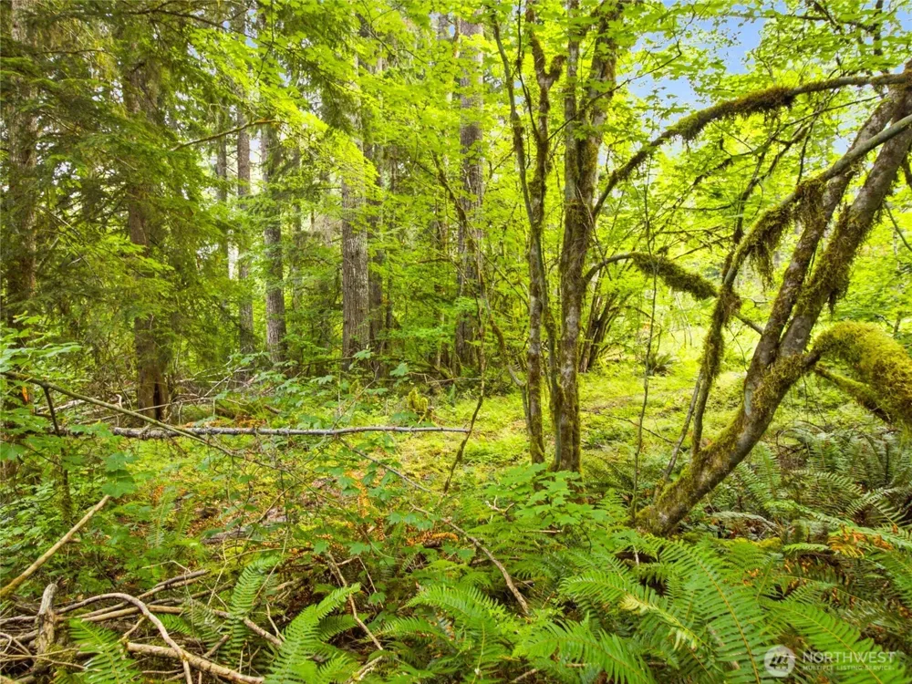 31418 Mount Tahoma Canyon Road E Ashford, WA 98304