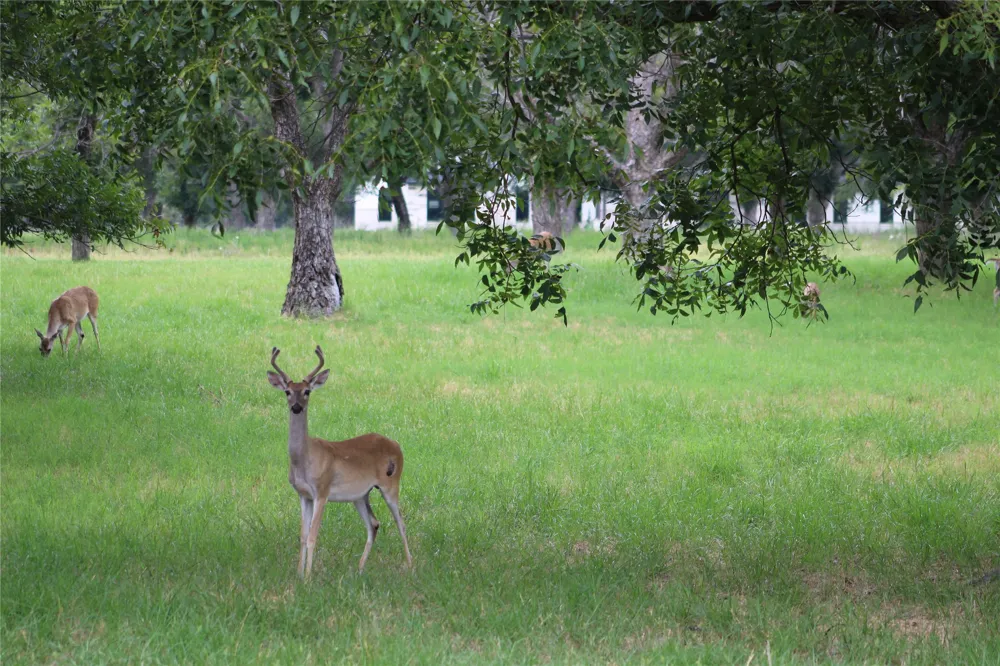 3185 E Landings S Granbury, TX 76048