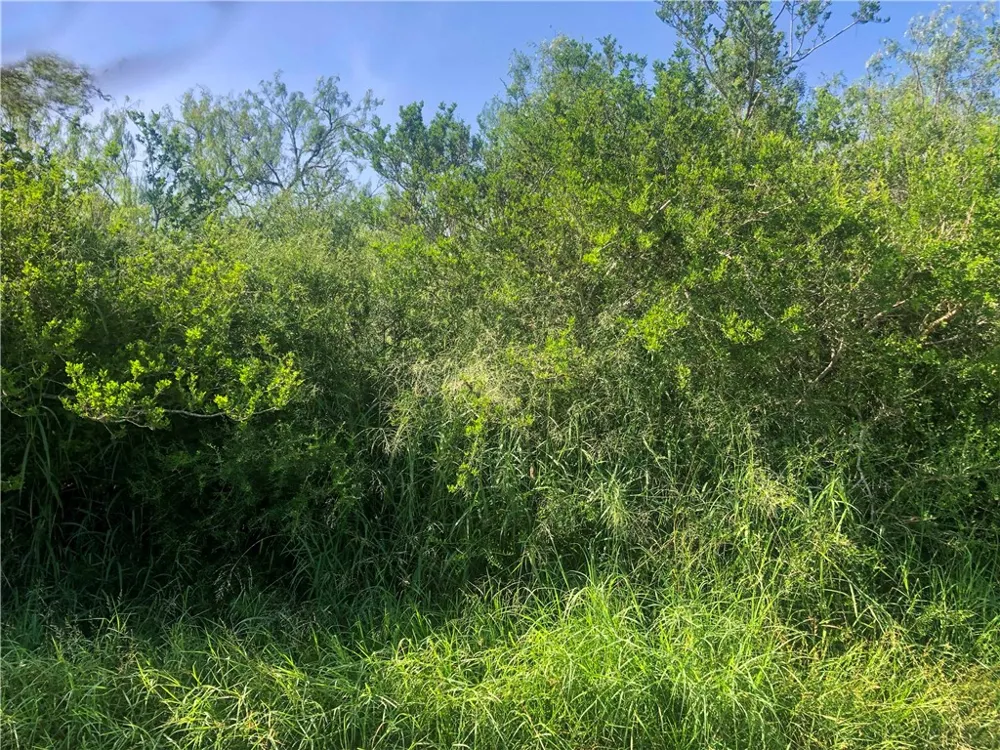 CR 619 Skidmore, TX 78389