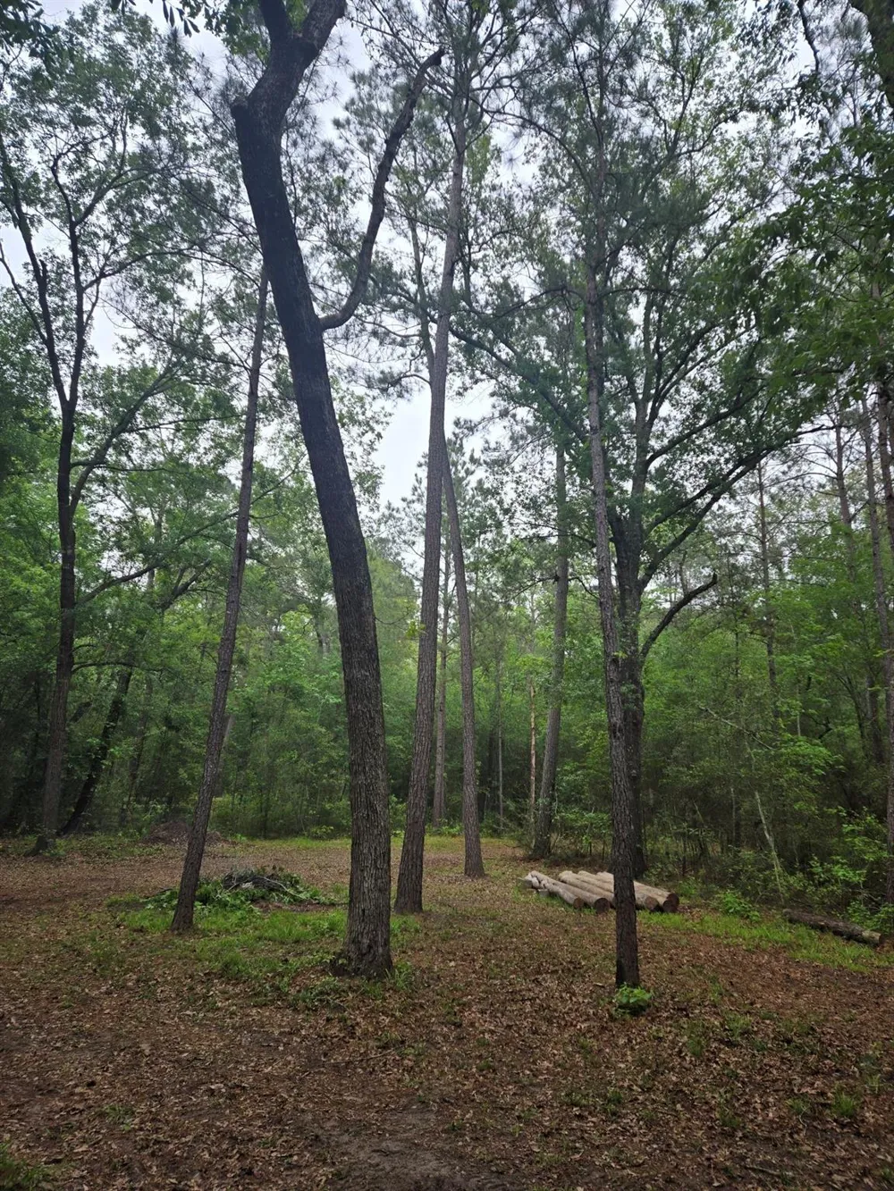 12 Mills Lane Richards, TX 77873