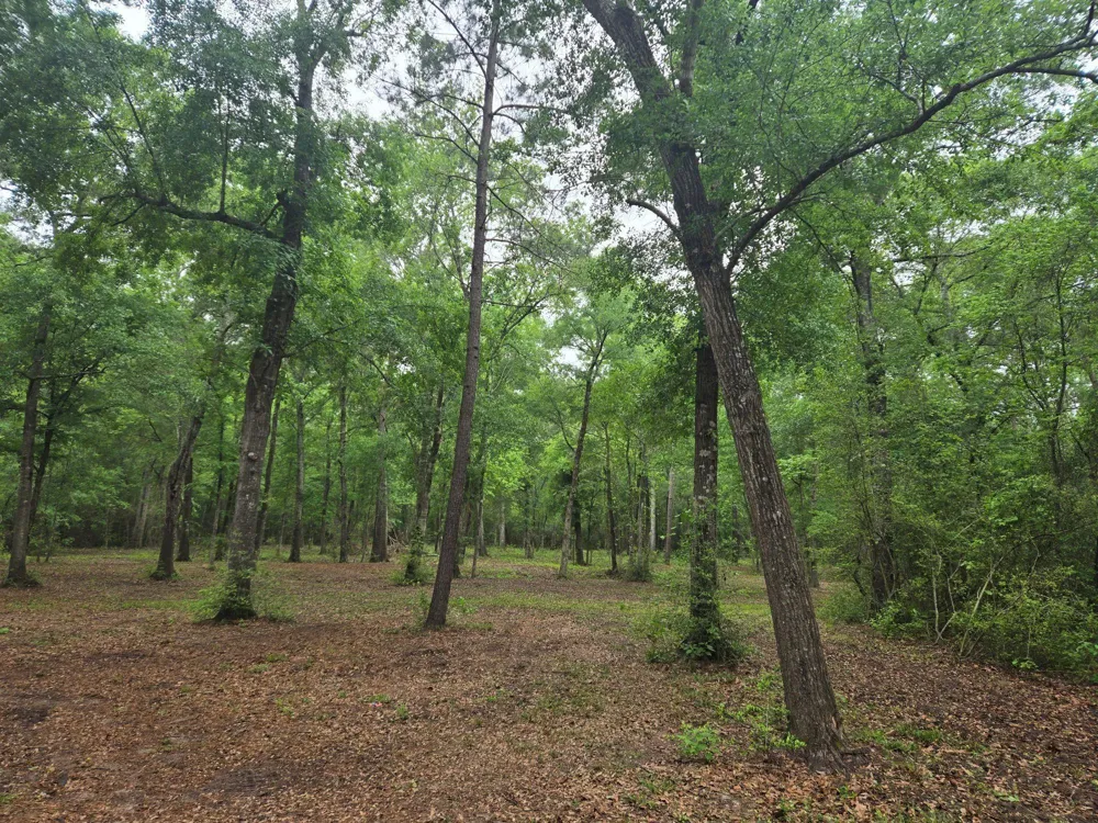 12 Mills Lane Richards, TX 77873