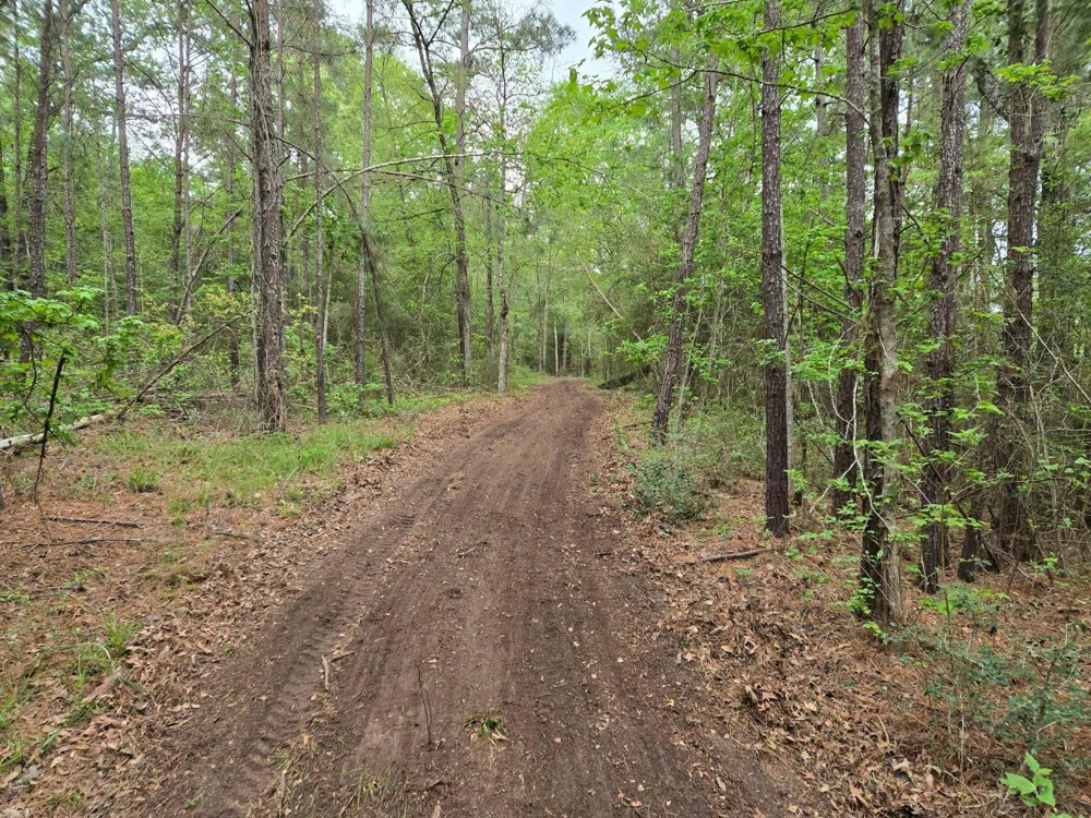 12 Mills Lane Richards, TX 77873