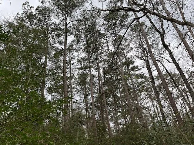Off Of County Road 2580 Colmesneil, TX 75938