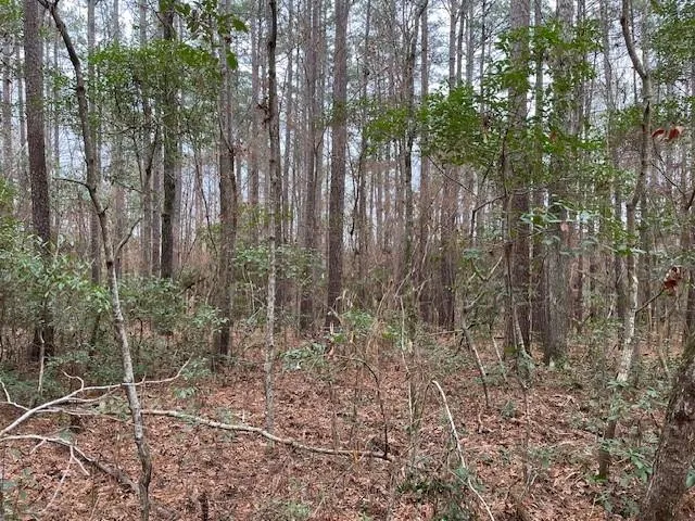 Off Of County Road 2580 Colmesneil, TX 75938