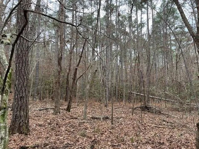Off Of County Road 2580 Colmesneil, TX 75938