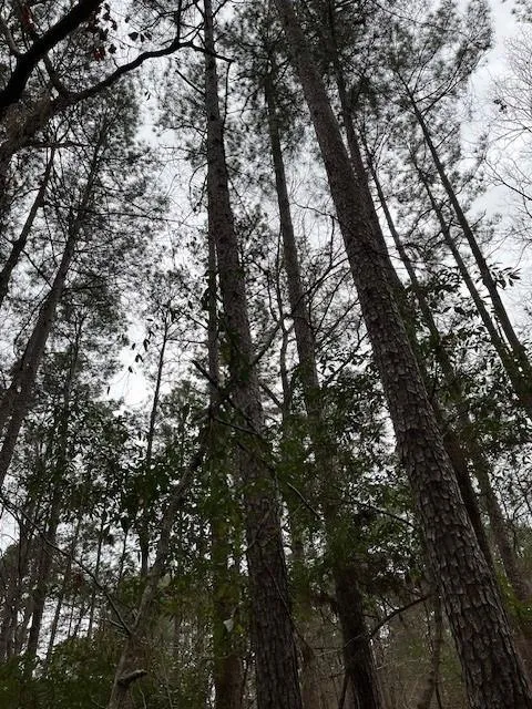 Off Of County Road 2580 Colmesneil, TX 75938