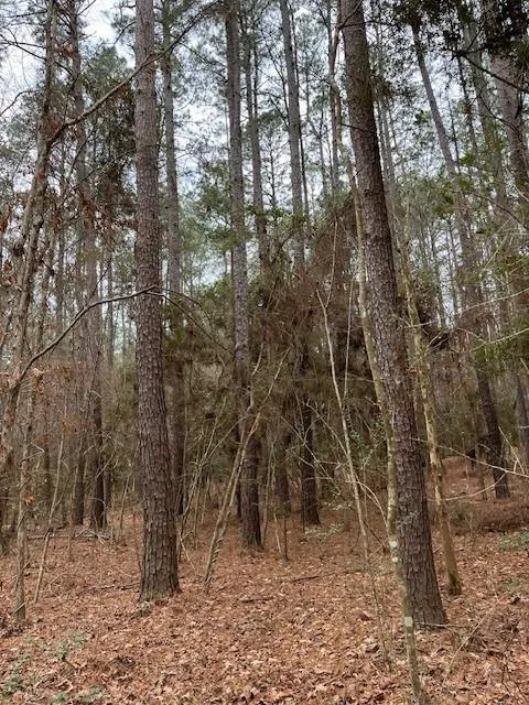 Off Of County Road 2580 Colmesneil, TX 75938