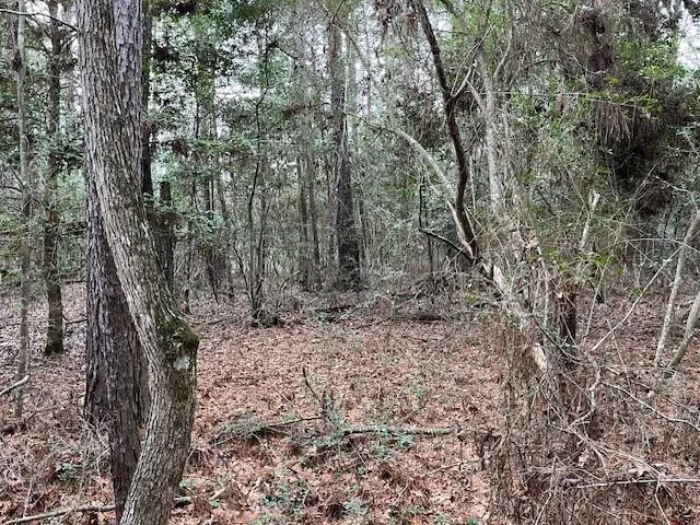 Off Of County Road 2580 Colmesneil, TX 75938