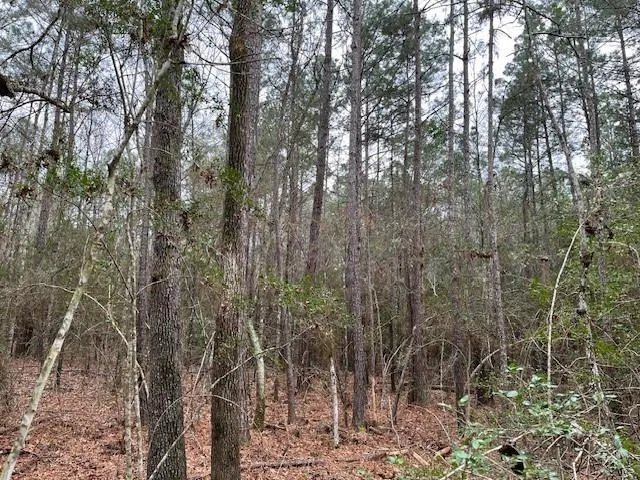 Off Of County Road 2580 Colmesneil, TX 75938