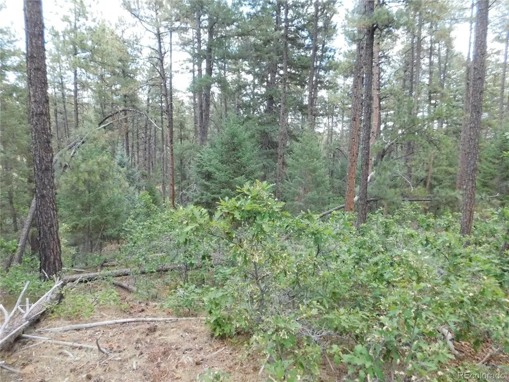 8169 Bannock Drive Larkspur, CO 80118