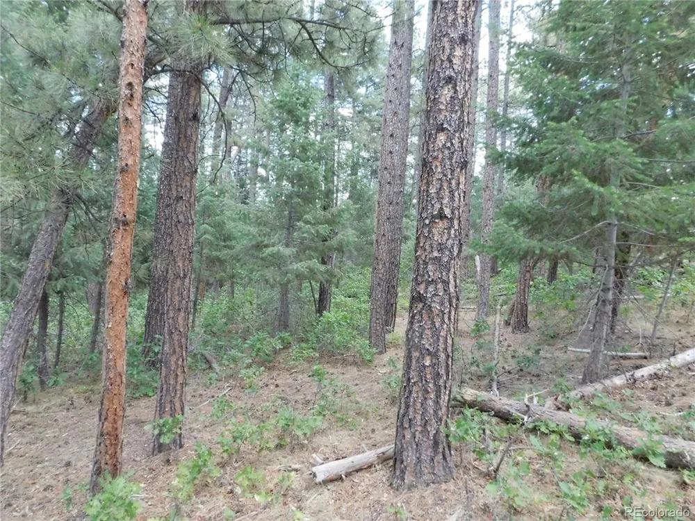 8169 Bannock Drive Larkspur, CO 80118