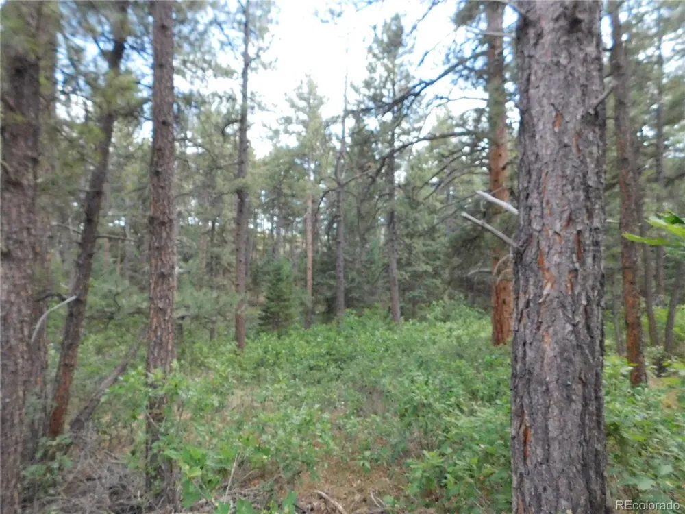 8169 Bannock Drive Larkspur, CO 80118
