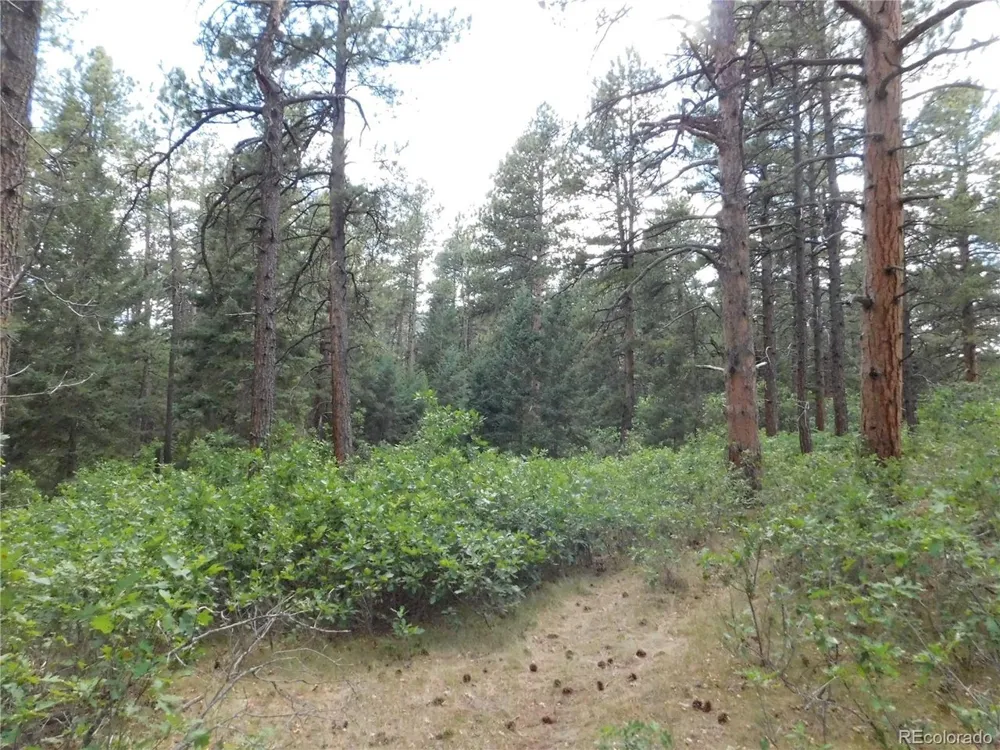 8169 Bannock Drive Larkspur, CO 80118