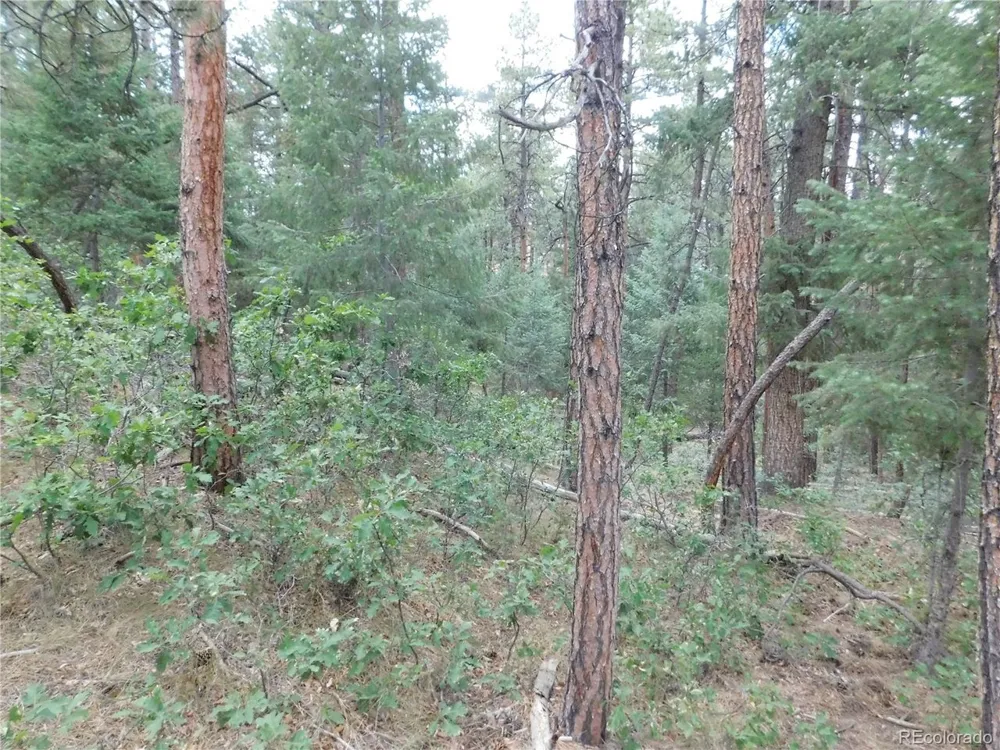 8169 Bannock Drive Larkspur, CO 80118